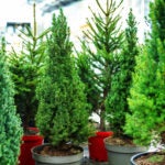Spruce trees in plastic pots. Growing and trading of evergreen trees. Selective focus