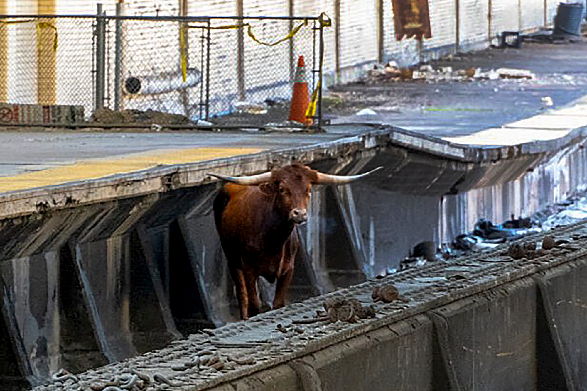 A bull stands on the tracks at Newark Penn Station.